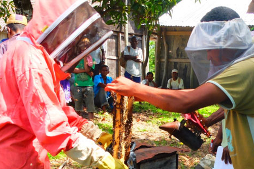 在马达加斯加农村地区，养蜂创造了可持续的生计