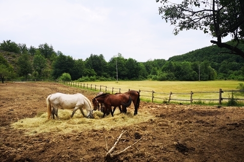 快乐的马儿在下午的争吵前吃草