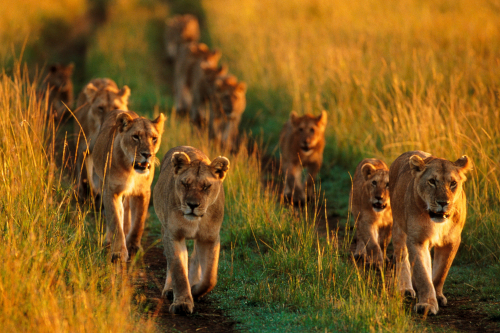 以狮子为首的群体通常会协调捕猎，以获得更成功的捕食