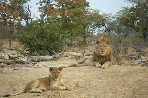 雷竞技网页版app地球改变者的创始人Vicky在南非从事狮子保护工作