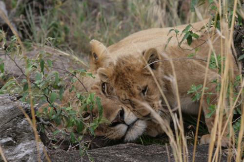 在世界自然保护联盟红色名录上，狮子是濒临灭绝的“脆弱”物种