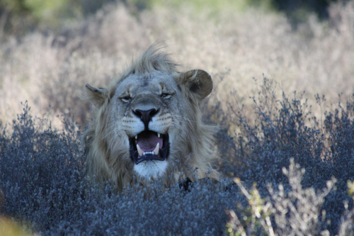 地球改变者狮子-南非©Vicky Smith
