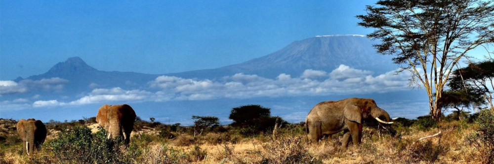 肯尼亚乞力马扎罗山脚下的非洲大象
