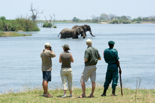 在马拉维徒步旅行的非洲大象