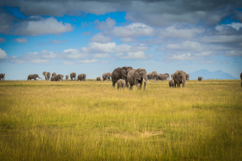 非洲象母系裂变象群