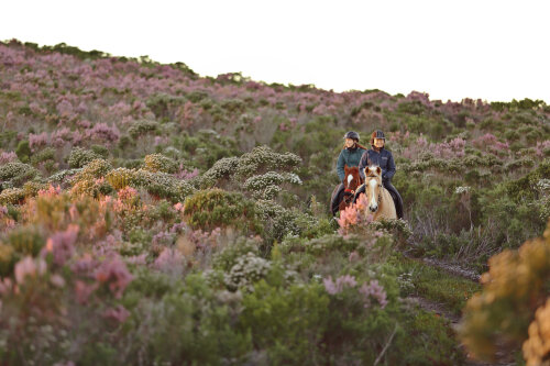 骑马穿越fynbos