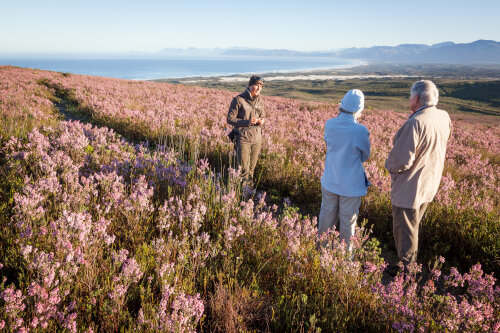 博物学家在fynbos中指导行走