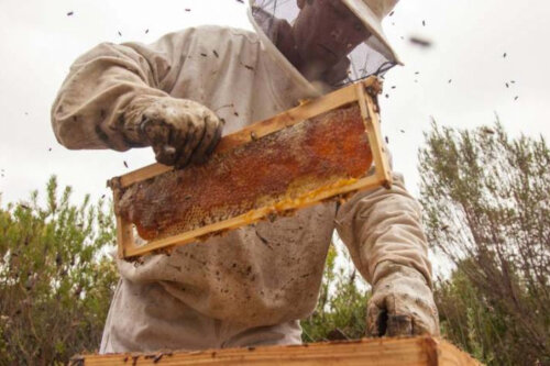 南-非洲- grootbos -基础-蜜蜂蜂巢蜂蜜-收集- siyakhula - - 500 x333.jpg秘密——季节