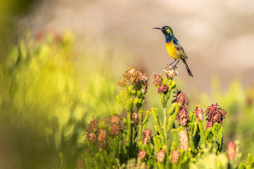 South-Africa-Grootbos-Foundation-conservation-bird-life-A4-500x333.jpg