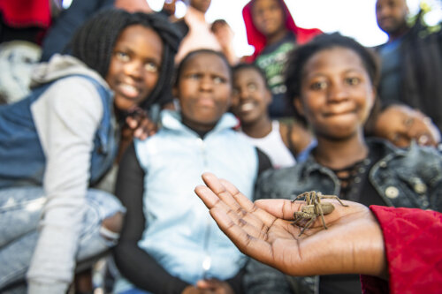 South-Africa-Grootbos-Foundation-spider——©peter_chadwick__dsc9996 - 500 x333.jpg