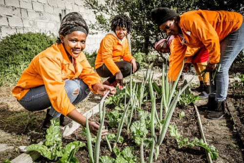 Growing the future at grootbos