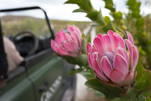 grootbos private nature reserve &amp; foundation: working for water
