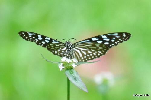 马来西亚的蝴蝶(c) Arjun Dutta