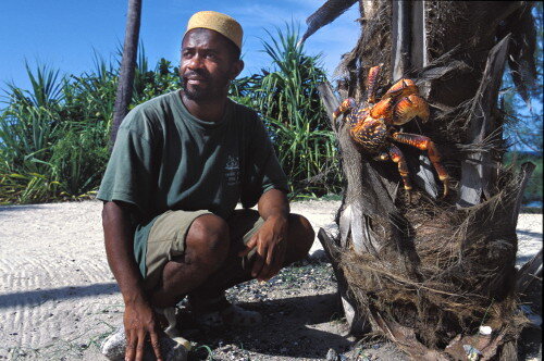 春贝岛上濒危的椰子蟹