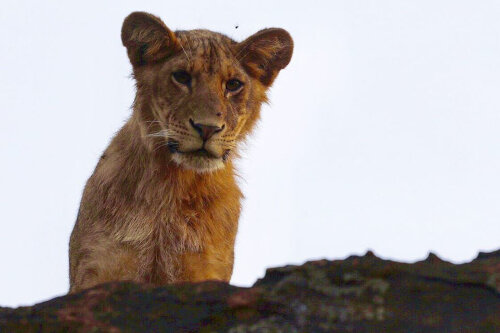 坎皮亚坎兹的狮子，它的生态旅游支持保护&社区