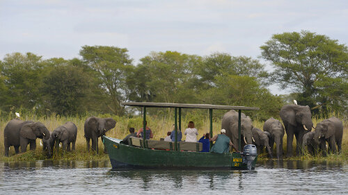 在马拉维的游猎船上看大象