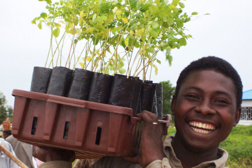 在马达加斯加，一名年轻人带着辣木幼苗准备重新造林