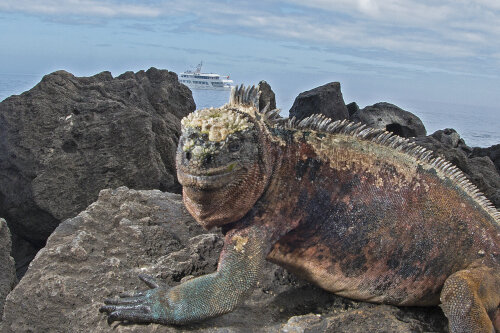 海洋鬣蜥在联合国教科文组织世界遗产加拉帕戈斯，俯瞰邮轮