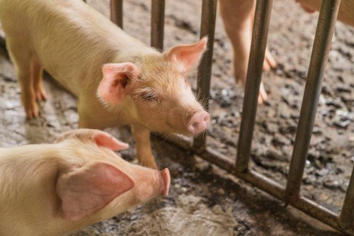 Pigs, Twigs &amp; Sustainability Tour