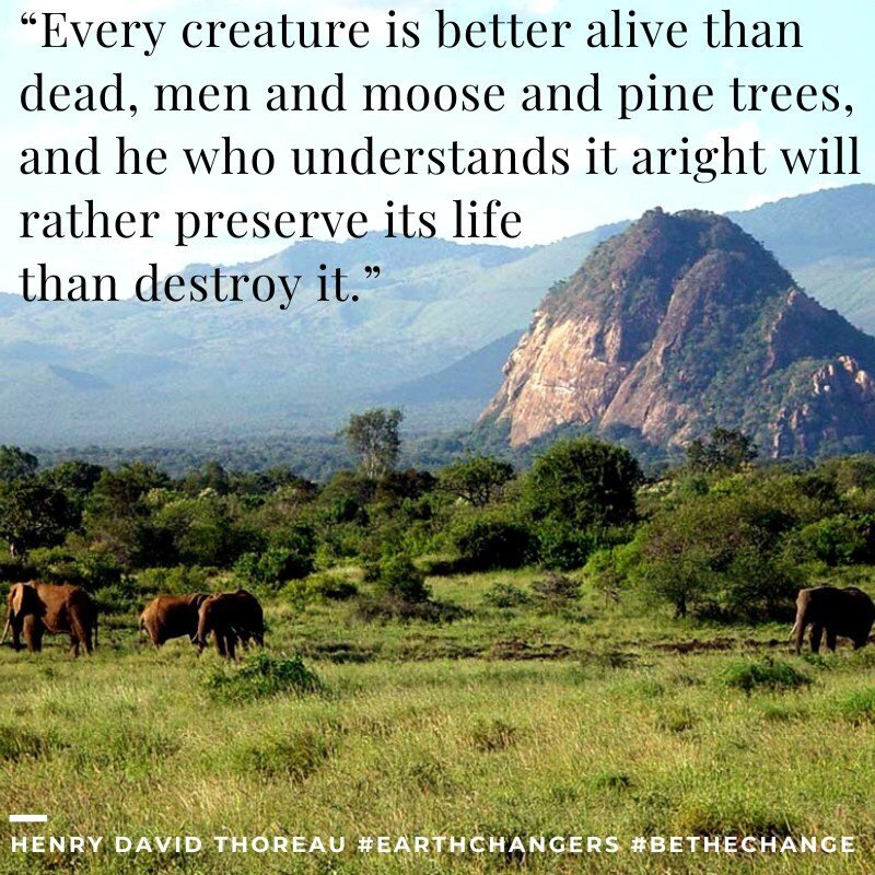 #MondayMotivation: &quot;Every creature is better alive than dead, men and moose and pine trees, and he who understands it aright will rather preserve its life than destroy it.&quot;~ Henry David Thoreau, naturalist, essayist, poet, philosopher &amp;