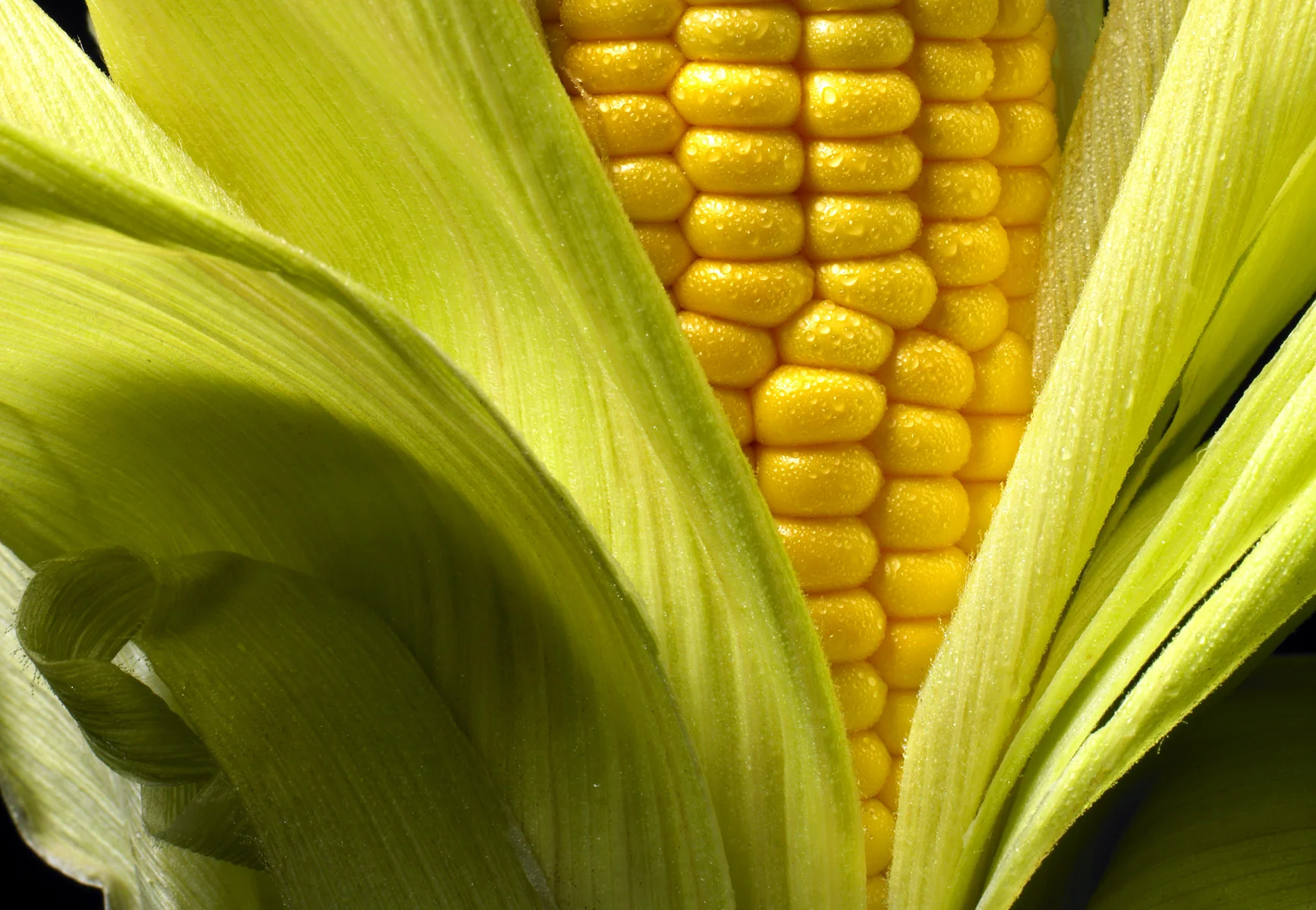 Raw corn crop.1200.jpg