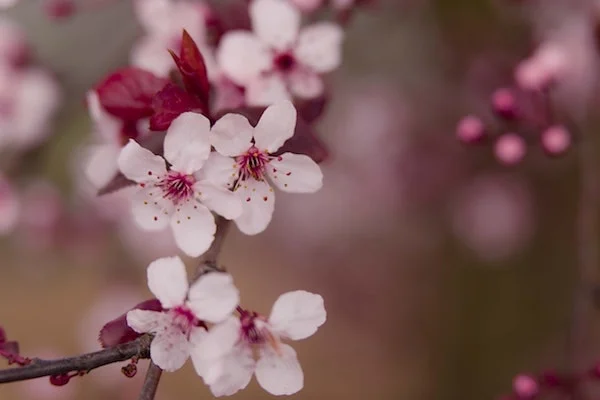 closeup of pink flowers