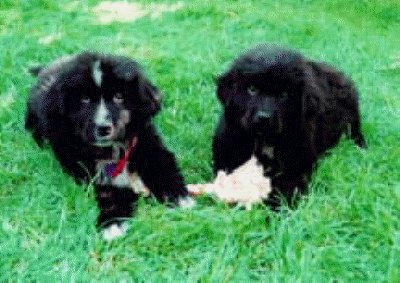 Argos and Ajax as young pups just beginning their "raw food " journey