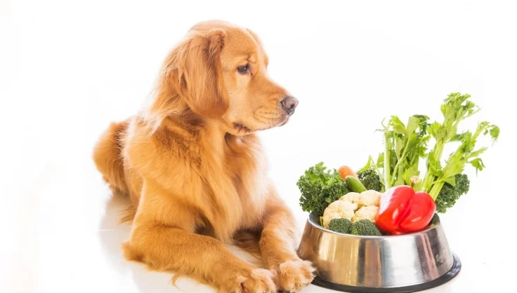 holistic_doggo.jpg