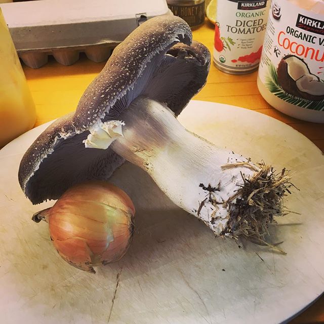 Hmmmmmm....#monstermushroom #homegrown#mushroompatch
