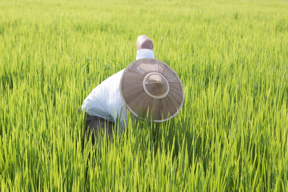 Tayzar deep in a rice field installing one of the prototypes developed by IDEO.org, photo by me