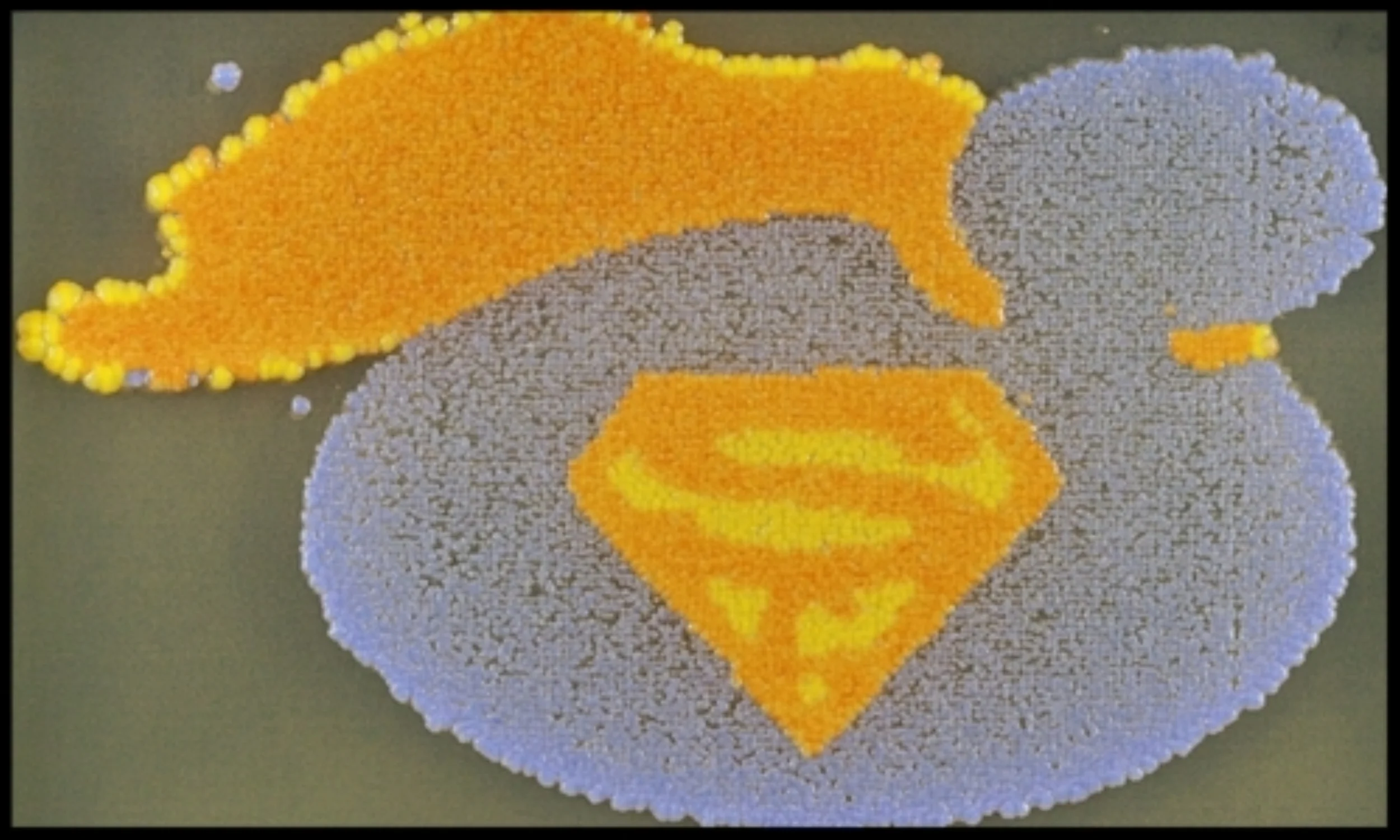 Ten days in cold room at 4˚C