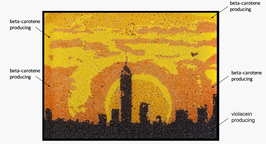 New York City skyline at sunset printed with six different yeast strains. Winner of the FASEB 2016 BioArt competition. 24,576 biopixels. Designed and printed by Jasmine Temple.