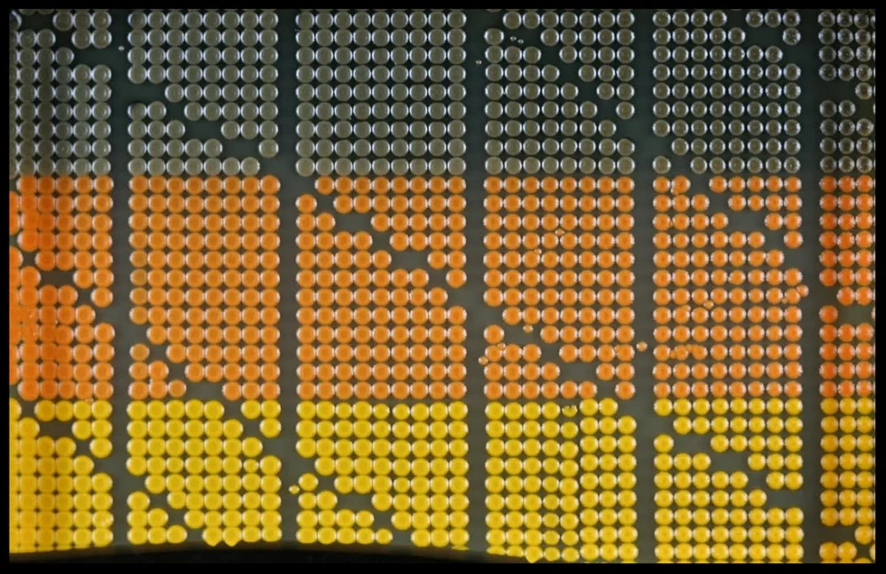 A test pattern for yeast printing with three strains: black, orange and yellow. 384 biopixels. Designed and printed by Nicholas Phillips. 