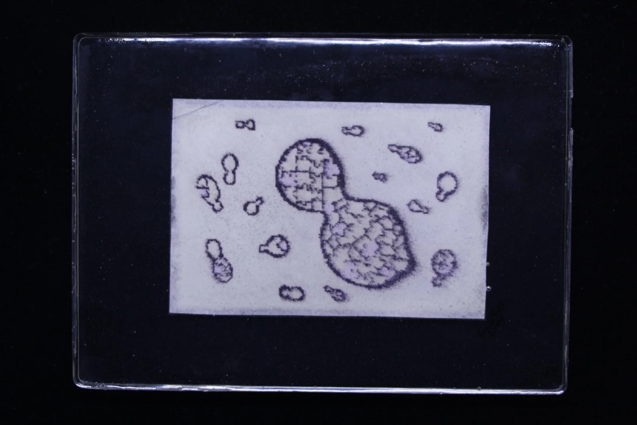 Yeast+Puzzle_6.24.19.jpg