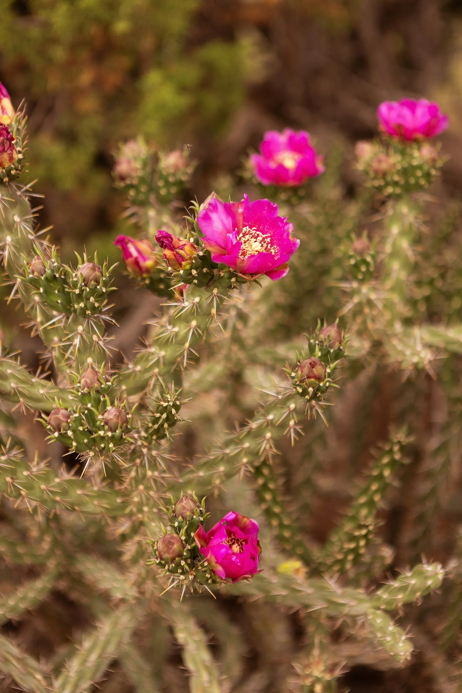 FDRanch-0507 WEB.jpg