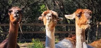 llamas.jpeg