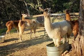 llamas 2.jpeg