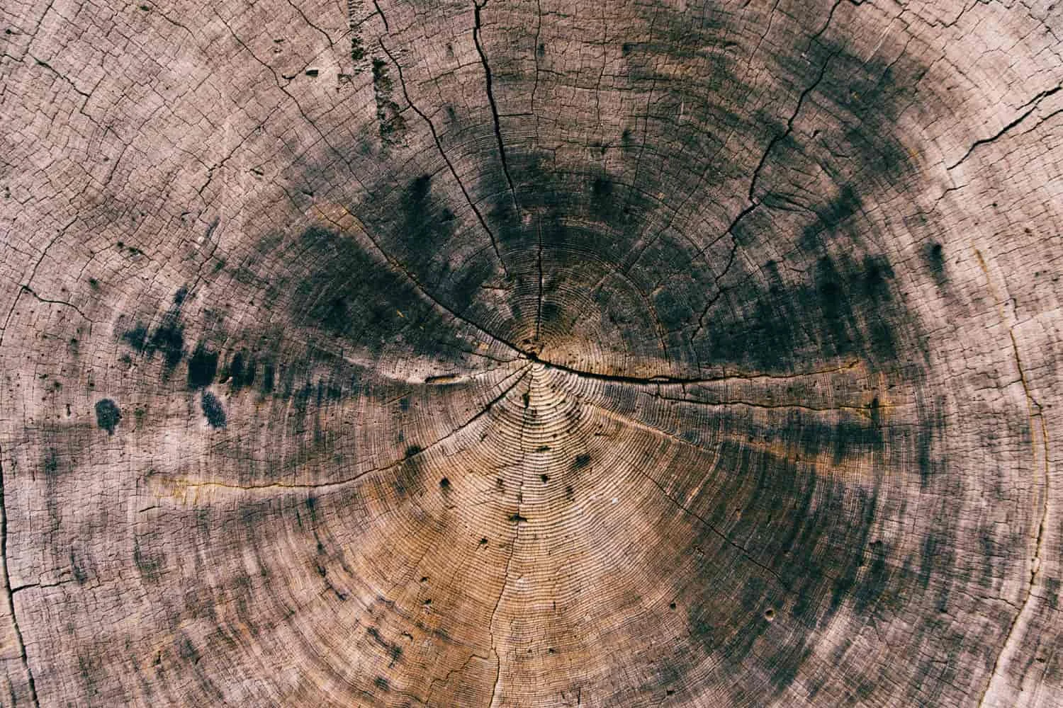 tree trunk rings small-min.jpg
