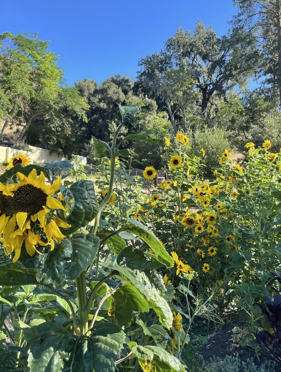 sunflower valley