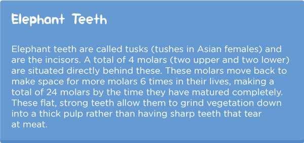 Elephant-facts1.png