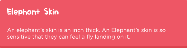 Elephant-anatomy5.png