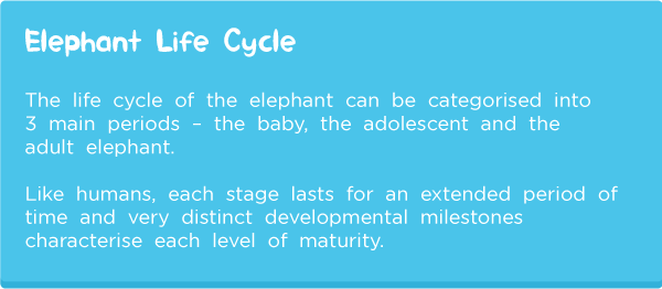 Elephant-anatomy6.png