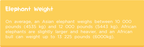 Elephant-anatomy7.png