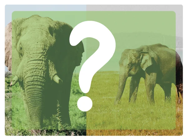 Elephant-anatomy10.jpg