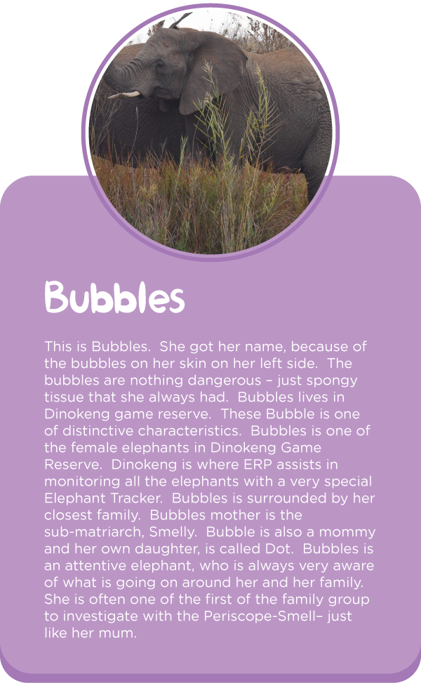 Meet-out-elephants2.png
