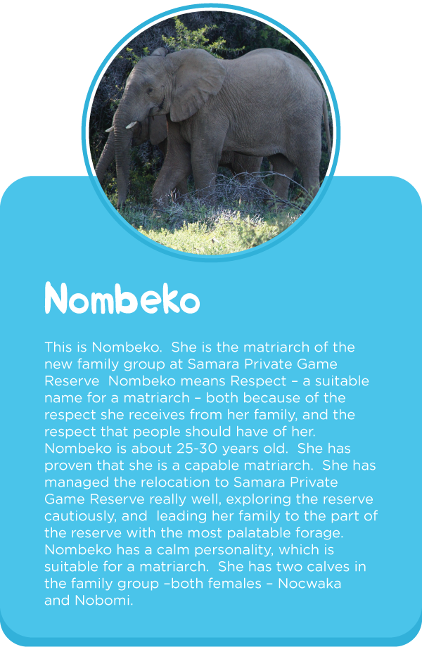 Meet-out-elephants3.png
