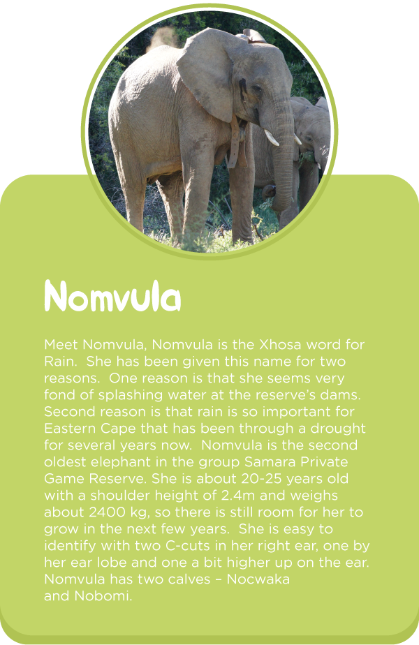 Meet-out-elephants4.png