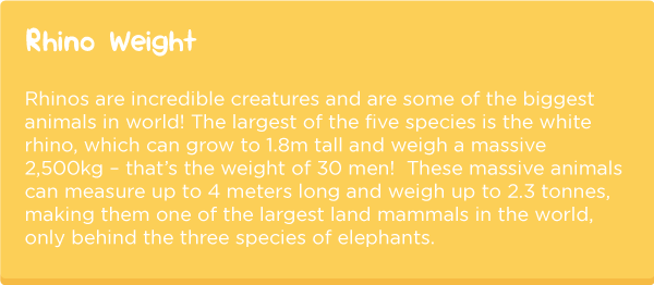 Rhino-anatomy5.png