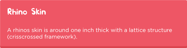 Rhino-anatomy3.png