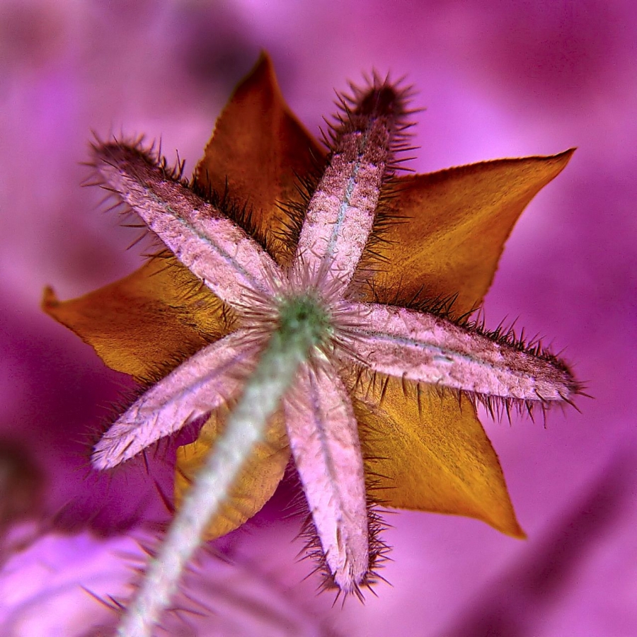 Spiritual Response Technique (SRT) "About 90% of our negative patterns arise out of energies from the past." Robert Detzler SRT can get to the very root of the problem. Using special charts and tools of evaluation, we can find the patterns of negativity, whether in past, present, or future possibilities. Through working with the greatest version of yourself, we can remove or "clear" this energy from your cellular memory, release pain, and restore harmony. The effect of this work is amazingly profound. This negative energy clearing can produce profound changes in your life. Through SRT you can find old programming, belief systems, and patterns and then remove and clear the blocks. When the positive energies are restored, you can move forward in all areas - still having to face life's challenges because you can continue to learn and grow - but being able to deal with them much more easily. Following a clearing session and as your consciousness begins to shift, people can experience their life differently. The depths of changes that have been recorded in people are invaluable as you can read in the testimonials . Contact me to book a session here
